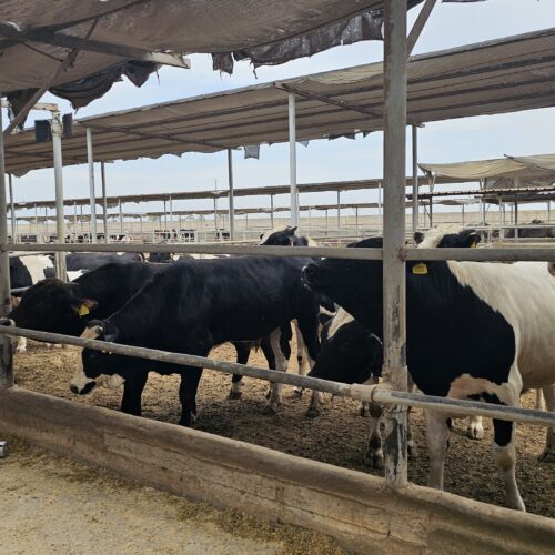 GDD Begins Inspection of Qurban Animals at Livestock Farms in Egypt
